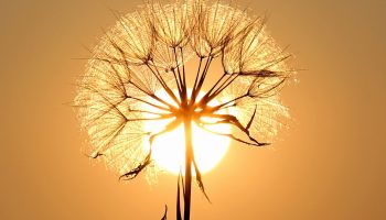 dandelion, flower wallpaper, sun, backlighting, silhouette, flower, flower background, seeds, orange sun, sunset, dusk, twilight, nature, orange sky, sun, sun, sun, sun, beautiful flowers, sun, flower, sunset